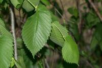 Ulmus laevis