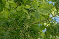 Acer negundo
