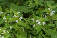 Lamium album