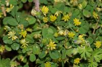 Trifolium dubium