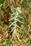 Euphorbia lathyris