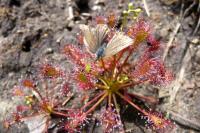 Drosera intermedia