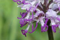 Orchis simia