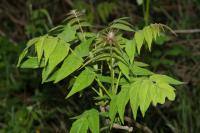 Ailanthus altissima