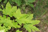 Acer platanoides