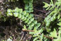 Asplenium trichomanes