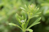 Galium aparine