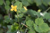 Chelidonium majus