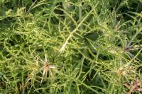 Centaurea calcitrapa