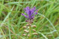 Muscari comosum