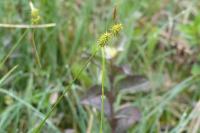 Carex lepidocarpa