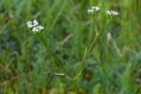 Valerianella eriocarpa