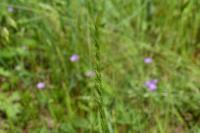Vulpia unilateralis