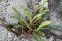 Asplenium ceterach