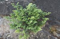 Asplenium ruta-muraria