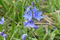 Veronica orsiniana