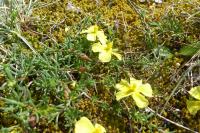Fumana procumbens
