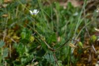 Cerastium pumilum