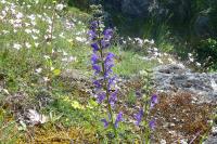 Salvia pratensis