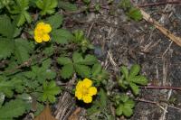 Potentilla reptans