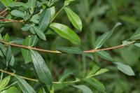 Salix purpurea