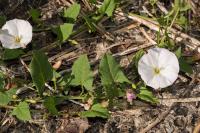 Convolvulus arvensis