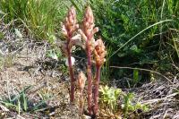 Orobanche amethystea
