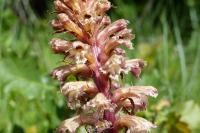 Orobanche amethystea