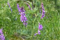 Vicia tenuifolia