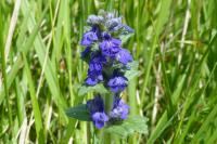 Ajuga genevensis