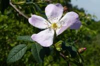 Rosa canina