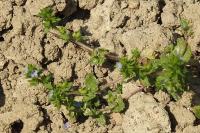 Veronica arvensis