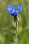 Cyanus segetum