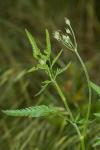 Torilis arvensis