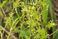 Anthriscus caucalis
