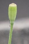 Papaver dubium