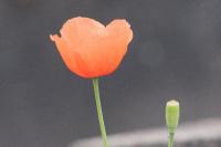 Papaver dubium