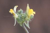 Linaria simplex