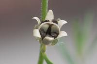 Linaria simplex