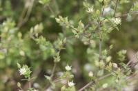 Arenaria serpyllifolia