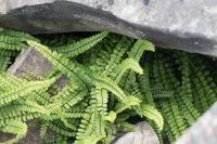 Asplenium trichomanes
