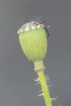 Papaver rhoeas