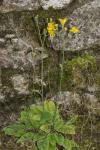 Hieracium maculatum