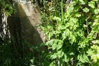 Dracunculus vulgaris