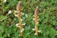 Orobanche minor