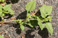 Amaranthus deflexus