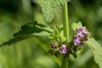 Ballota nigra