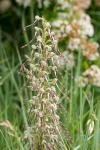 Himantoglossum hircinum