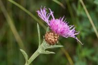 Centaurea jacea