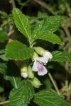Melittis melissophyllum